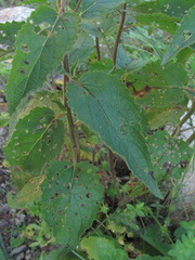 Verbascum pyramidatum