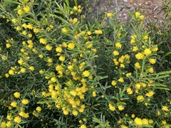 Acacia spathulifolia
