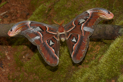 Attacus