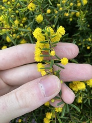 Acacia spathulifolia