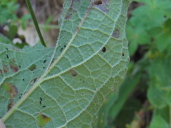 Verbascum pyramidatum
