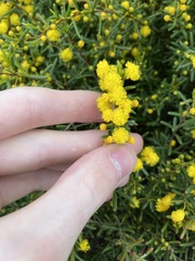 Acacia spathulifolia