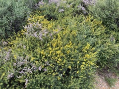 Acacia spathulifolia