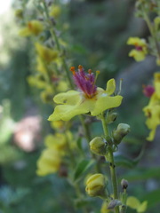 Verbascum pyramidatum