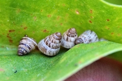 Cochlicella barbara