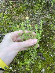 Opercularia spermacocea