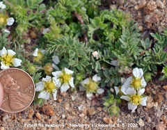Potentilla newberryi