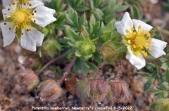 Potentilla newberryi