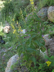 Verbascum pyramidatum