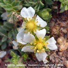 Potentilla newberryi