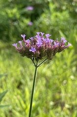 Verbena bonariensis