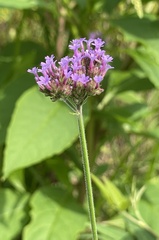 Verbena bonariensis