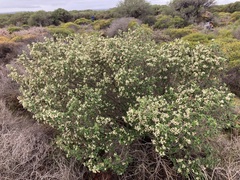 Spyridium globulosum