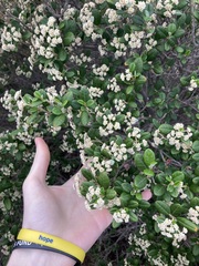 Spyridium globulosum