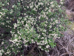 Spyridium globulosum