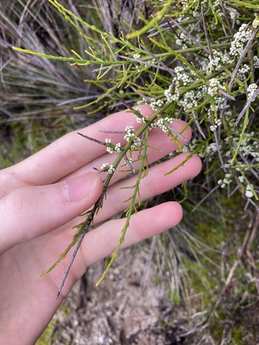 Image of Leptomeria pauciflora by (c) Thomas Mesaglio, some rights reserved (CC BY)