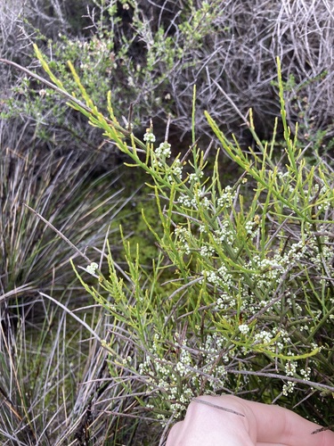 Image of Leptomeria pauciflora by (c) Thomas Mesaglio, some rights reserved (CC BY)