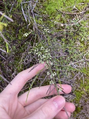 Leptomeria pauciflora