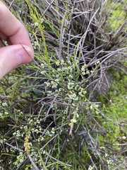Leptomeria pauciflora