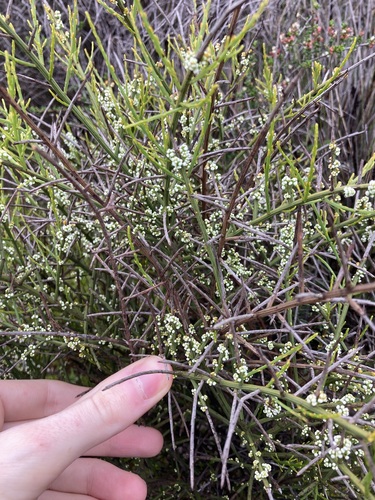 Image of Leptomeria pauciflora by (c) Thomas Mesaglio, some rights reserved (CC BY)