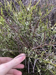 Leptomeria pauciflora