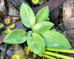 Pterostylis sanguinea