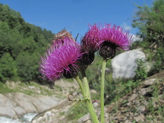 Cirsium uliginosum