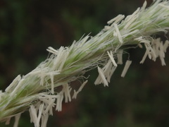 Sesleria autumnalis