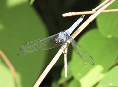 Orthetrum melania melania