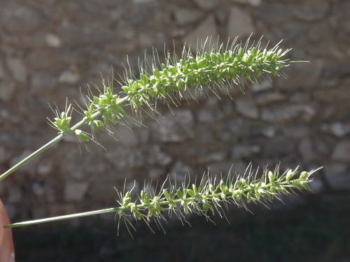 bar (Setaria)