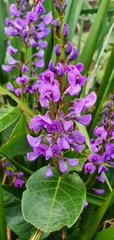 Hardenbergia