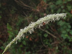 Sesleria autumnalis