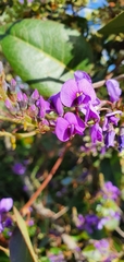 Hardenbergia