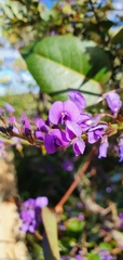 Hardenbergia