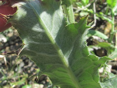 Cirsium uliginosum