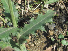 Cirsium uliginosum