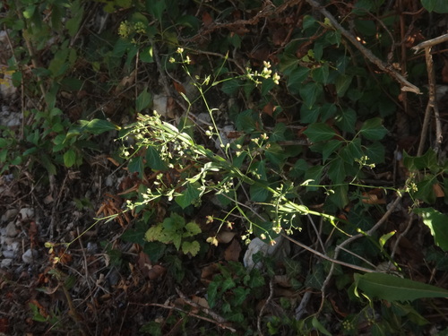 Image of Bupleurum praealtum by (c) Christian Berg, some rights reserved (CC BY)