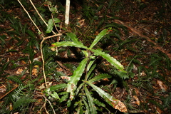 Macadamia tetraphylla