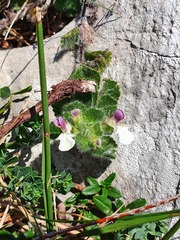 Teucrium pyrenaicum