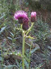 Cirsium uliginosum