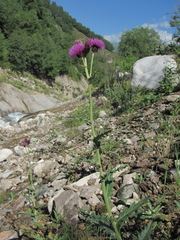 Cirsium uliginosum