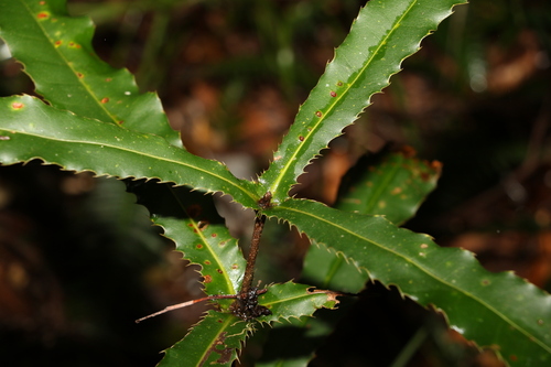 Image of Macadamia tetraphylla by (c) Greg Tasney, some rights reserved (CC BY-SA)