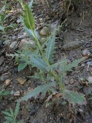Cirsium uliginosum