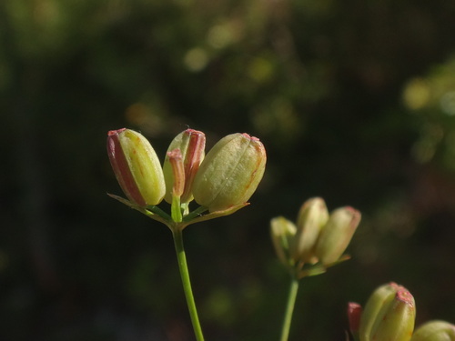 Image of Bupleurum praealtum by (c) Christian Berg, some rights reserved (CC BY)