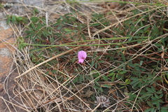 Tephrosia bachmannii