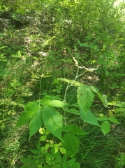 Rubus sachalinensis