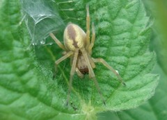 Cheiracanthium erraticum