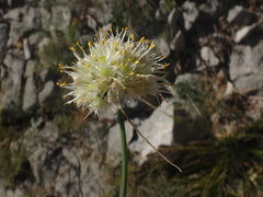 Allium horvatii
