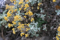 Helichrysum lepidissimum
