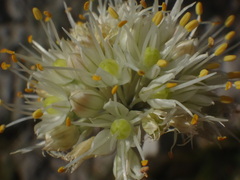 Allium horvatii